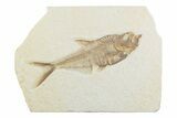 Detailed Fossil Fish (Diplomystus) - Wyoming #369509-1